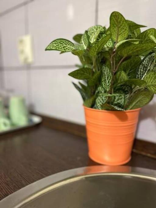 A13 Parliament Sunflower Cozy Apartment Budapest Eksteriør billede